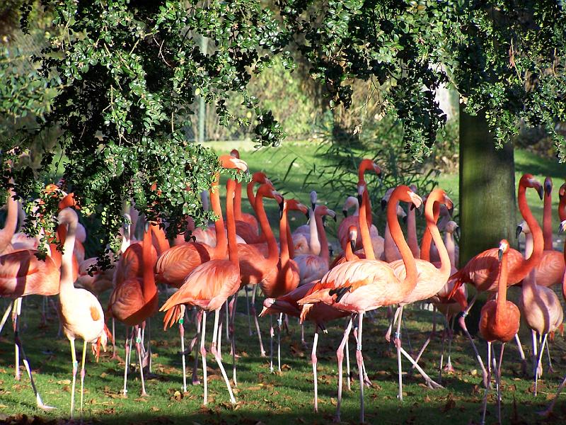 100_6026.JPG - Die Flamingos haben uns zum Glück noch nicht bemerkt